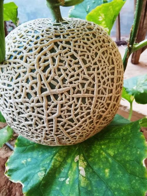 网红瓜纹怎么吃,解锁夏日清新口感新境界  第3张